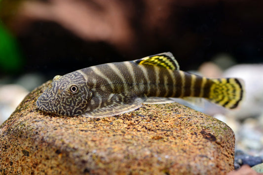 Gastromyzon zebrinus - zebra borneo loach