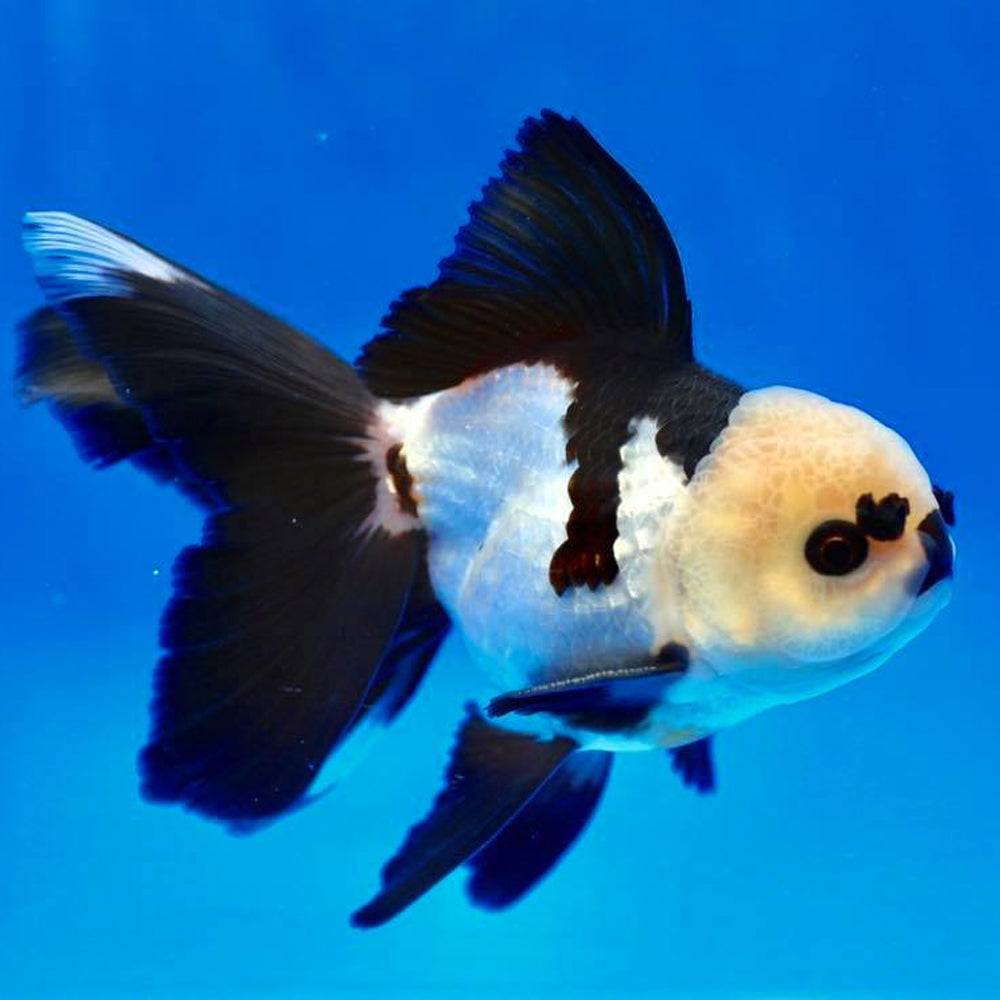 Panda Oranda