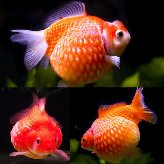 Pearl Scale Goldfish (Carassius Auratus)