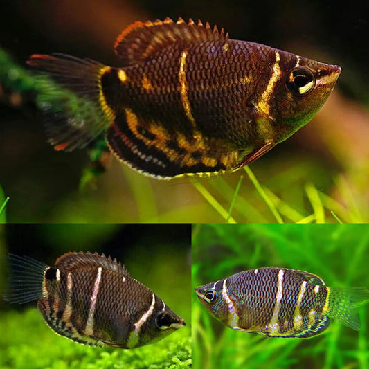 Chocolate Gourami (Sphaerichtys osphromenoides)