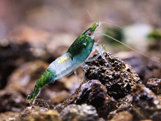 Green Rili Shrimp (Neocaridina Davidi )
