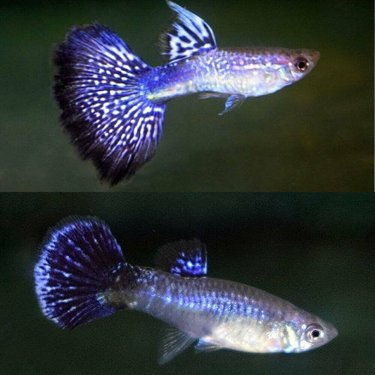 Violet guppy