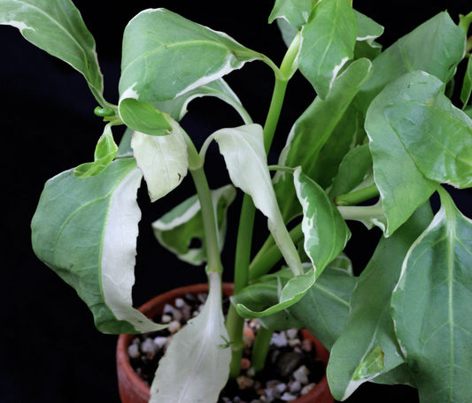 Gymnocoronis spilanthoides variegatus - Senegal Tea plant