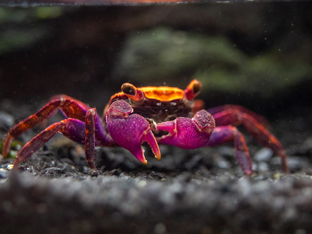 Halloween Vampire Crab (Tangerine)(Geosesarma hagen)