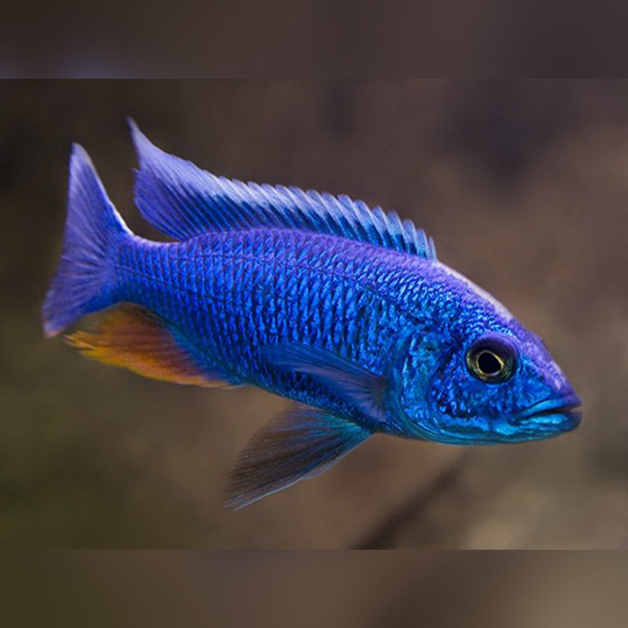 Electric Blue Hap Ali (Sciaenochromis ahli)