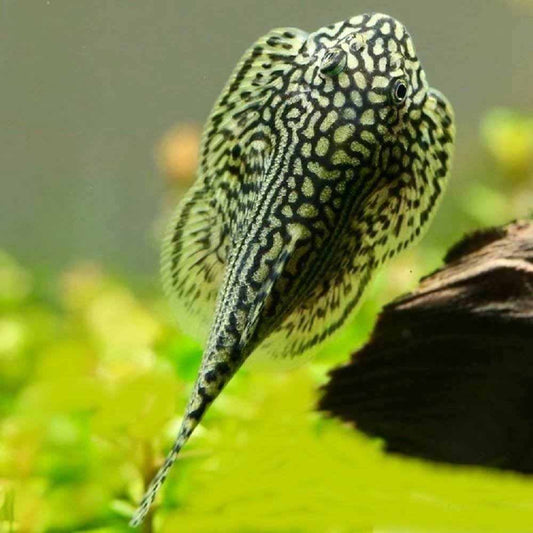 Tiger Hillstream Loach (Sewellia Lineolata)
