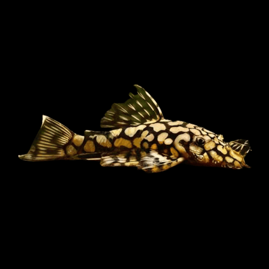 Honeycomb bristlenose