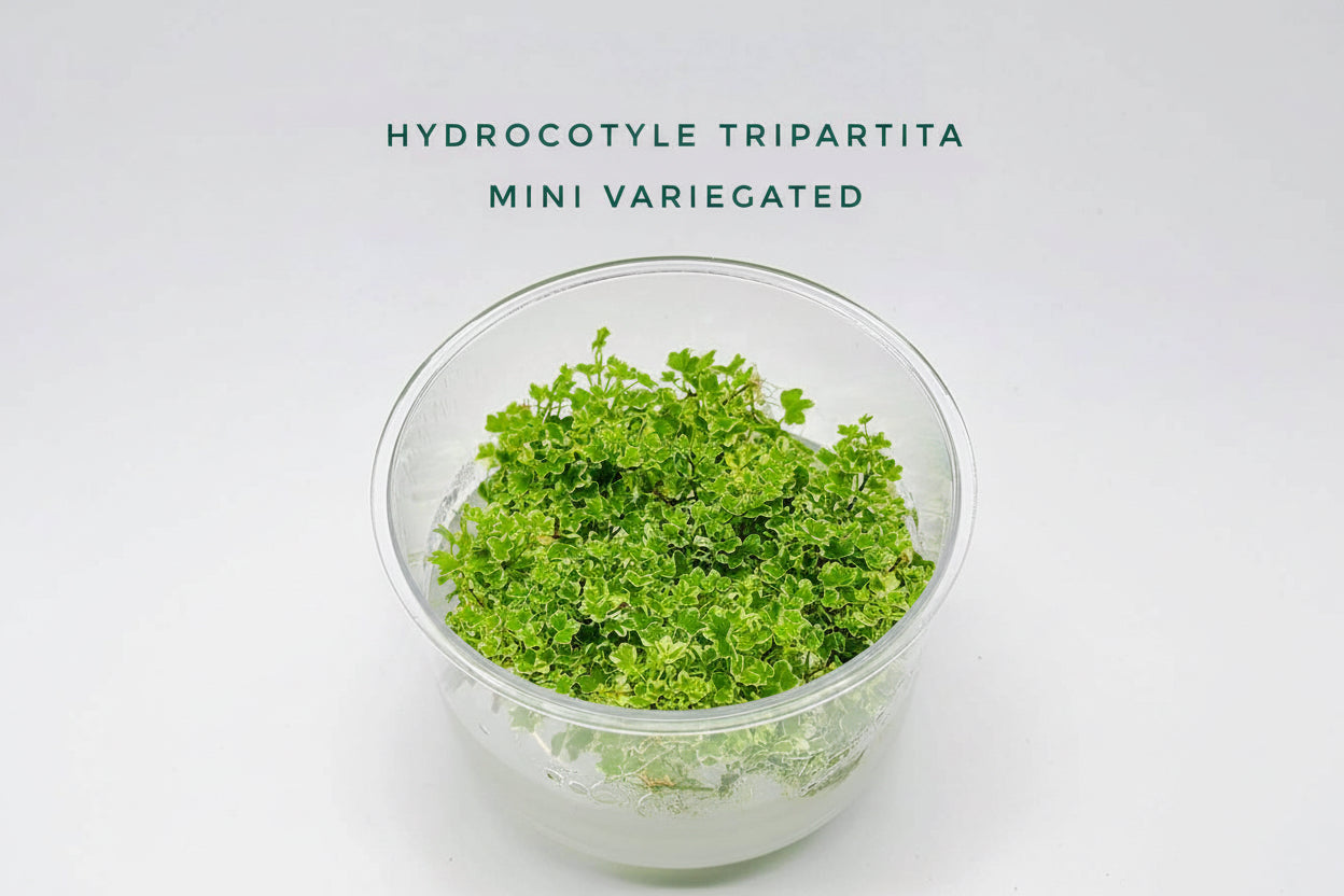Hydrocotyle tripartita mini variegated T/C CUP