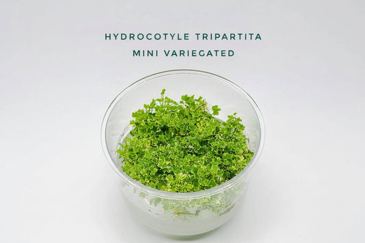 Hydrocotyle tripartita mini variegated T/C CUP