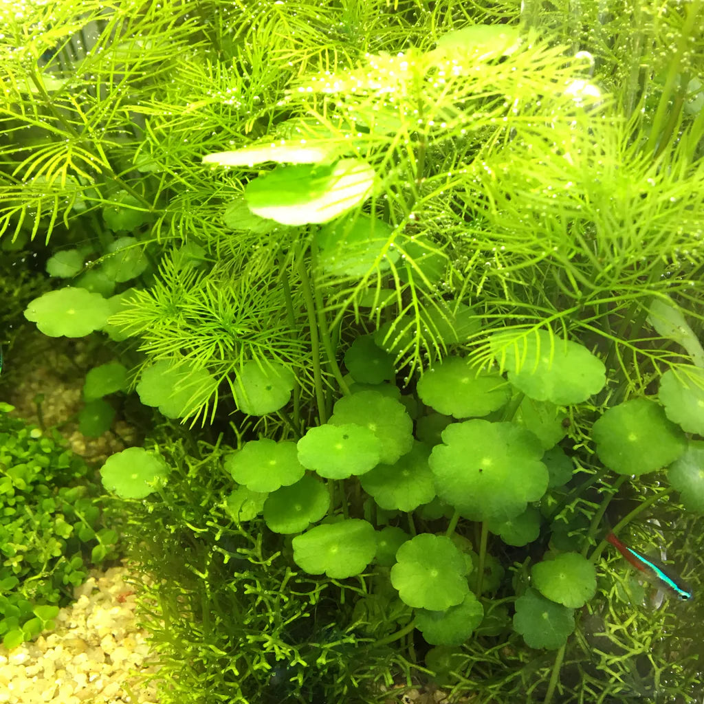 IC015	Hydrocotyle verticillata