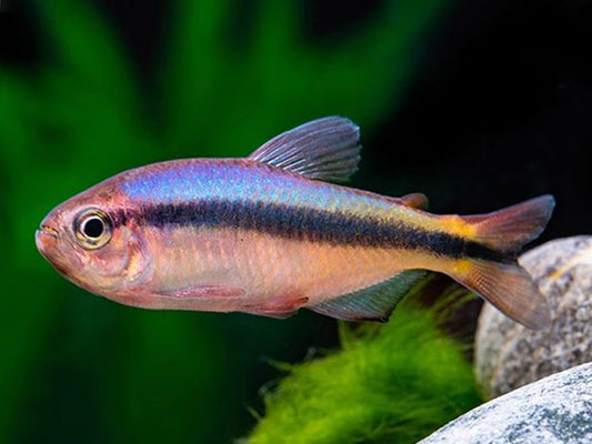 Blue Ribbon type 3 - (hyphessobrycon melanostichos spp.)