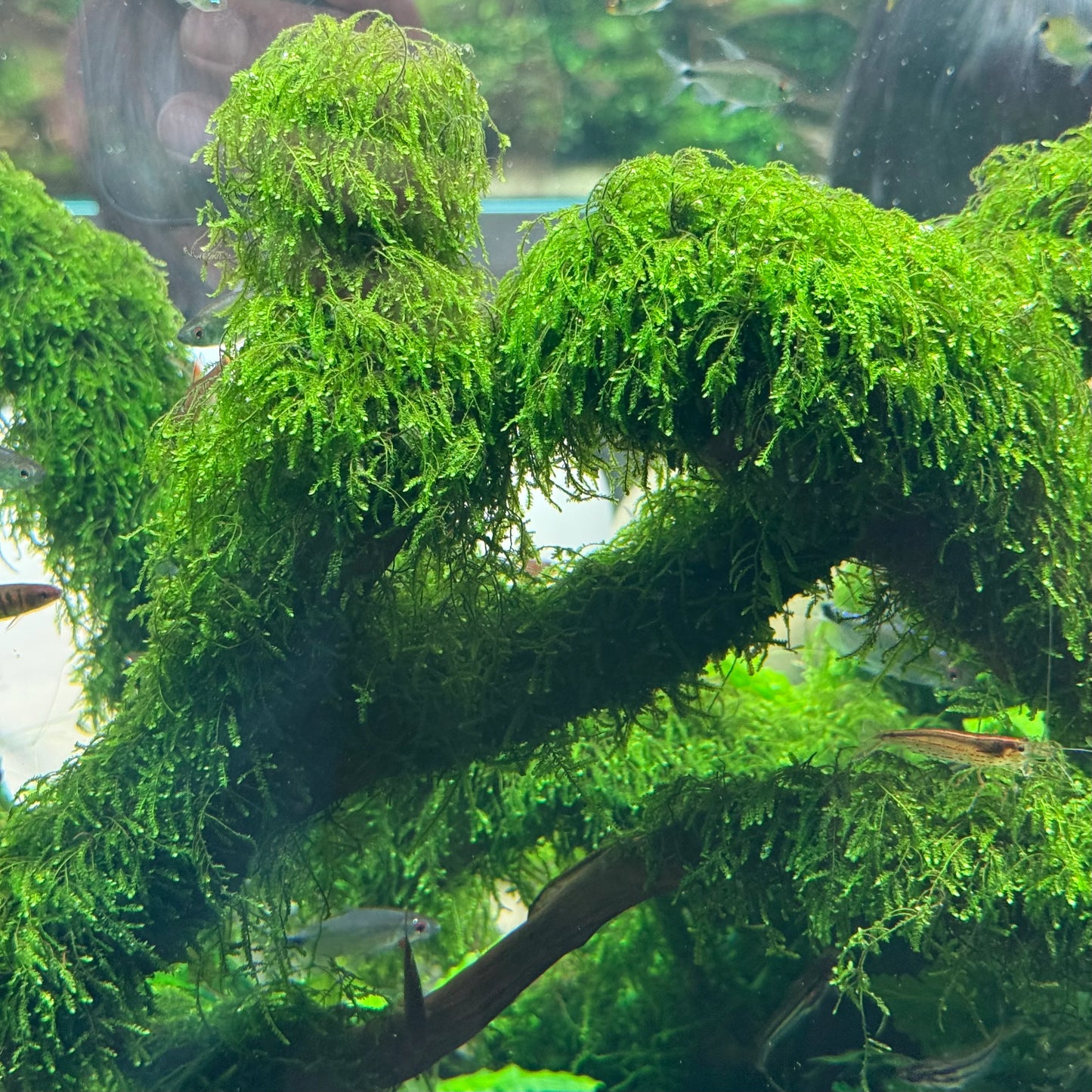 Vesicularia ferrei sp. Weeping (Weeping Moss) TC