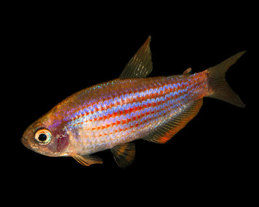 Scratched Inpa Tetra- Inpaichthys sp.