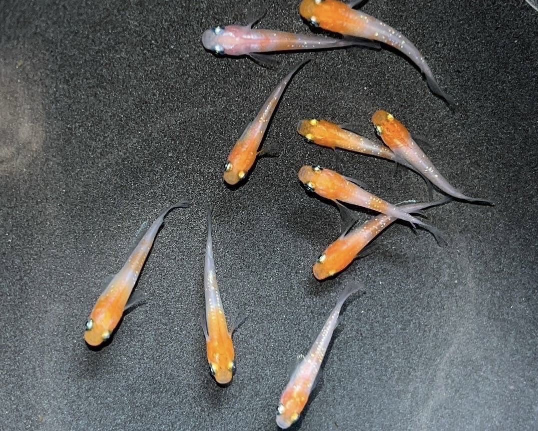 Lame Rice Fish Kuhaku Lame Medaka Ricefish (Oryzias latipes) – Aquapets ( KowloonAquarium)