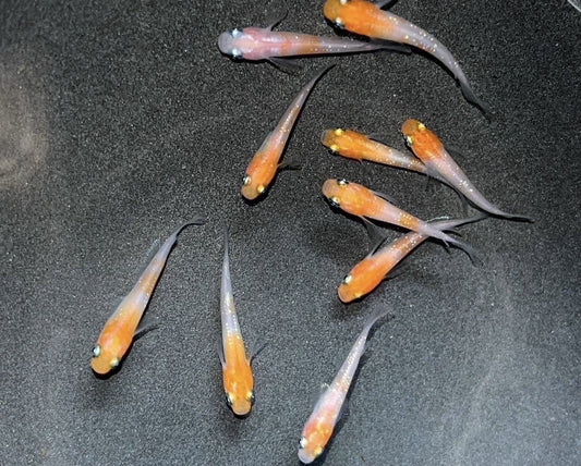 Kuhaku Lame Medaka Ricefish (Oryzias latipes)