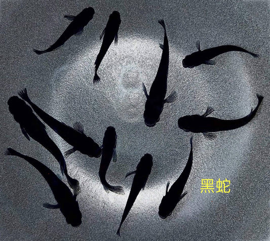 Black Lame Medaka Ricefish (Oryzias latipes)