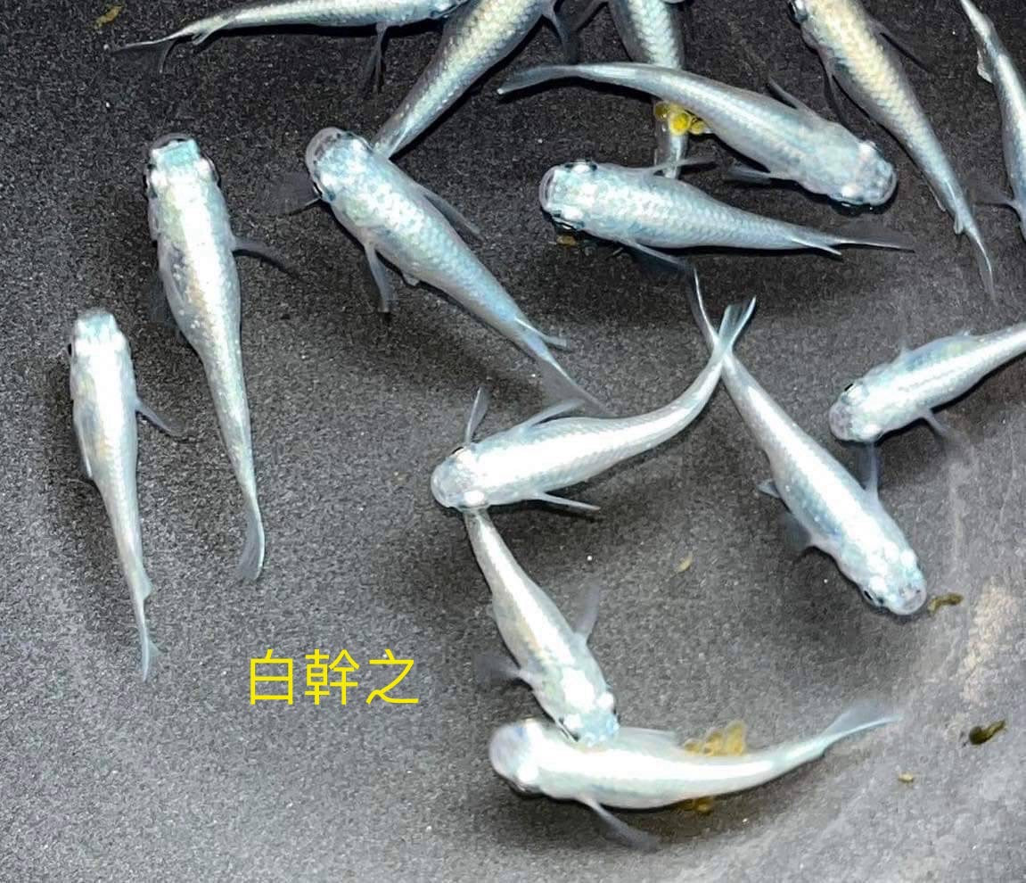 Platinum White Lame Medaka Ricefish (Oryzias latipes)