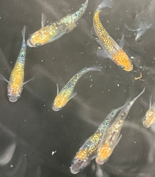 Ulysses Medaka Ricefish (Oryzias latipes)