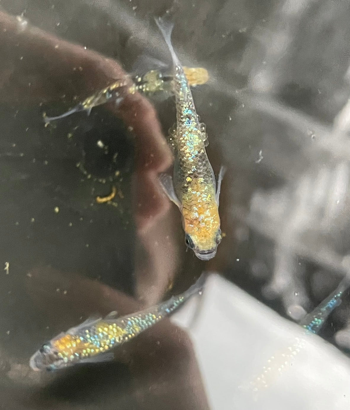 Ulysses Medaka Ricefish (Oryzias latipes)