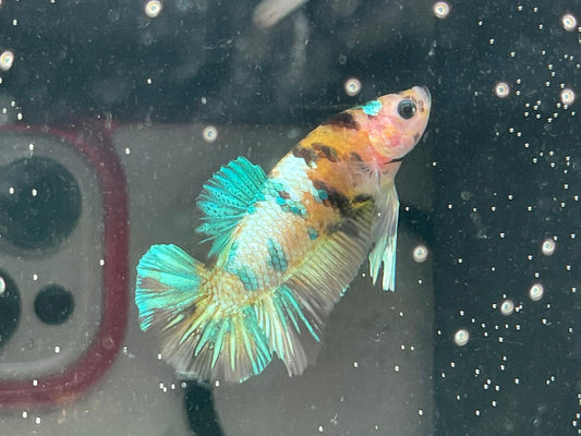 Yellow Galaxy betta