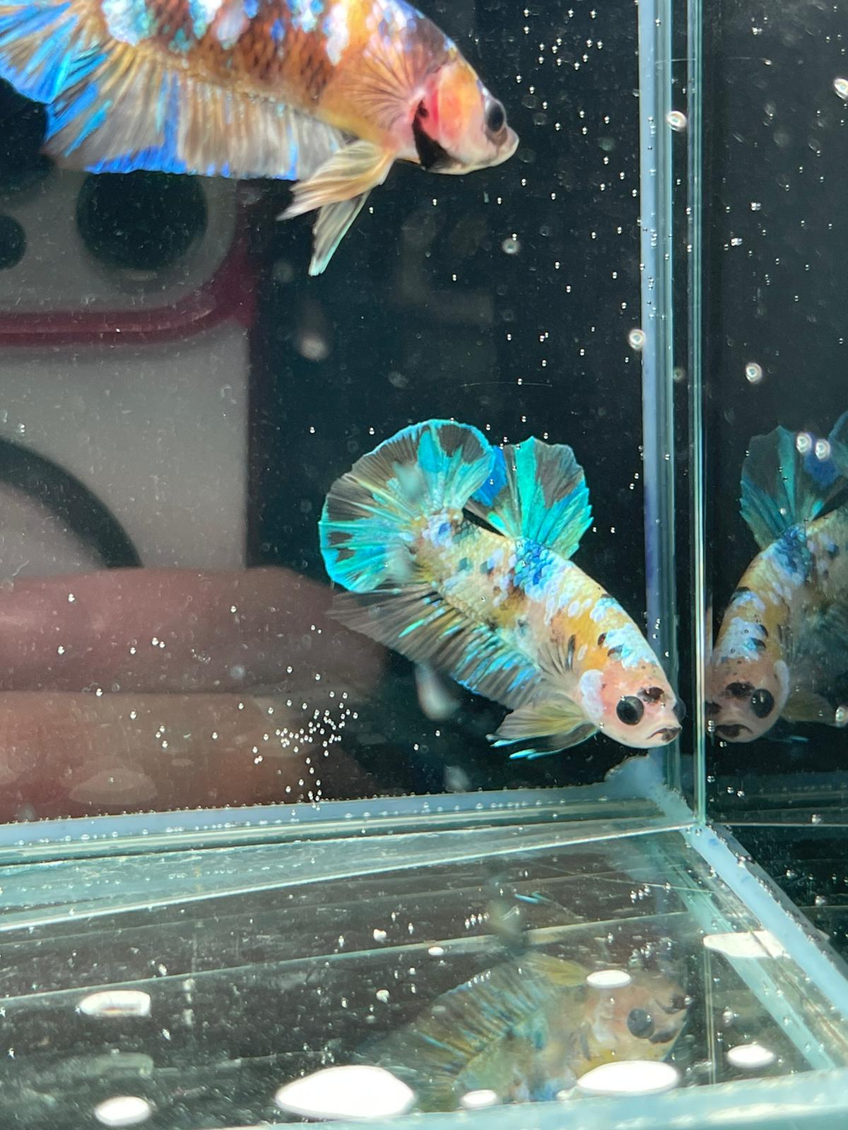 Yellow Galaxy betta