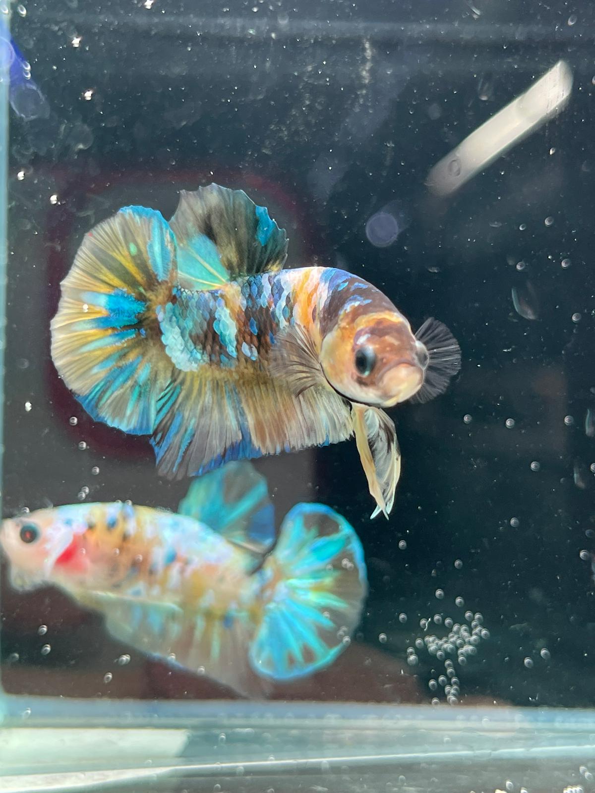 Yellow Galaxy betta