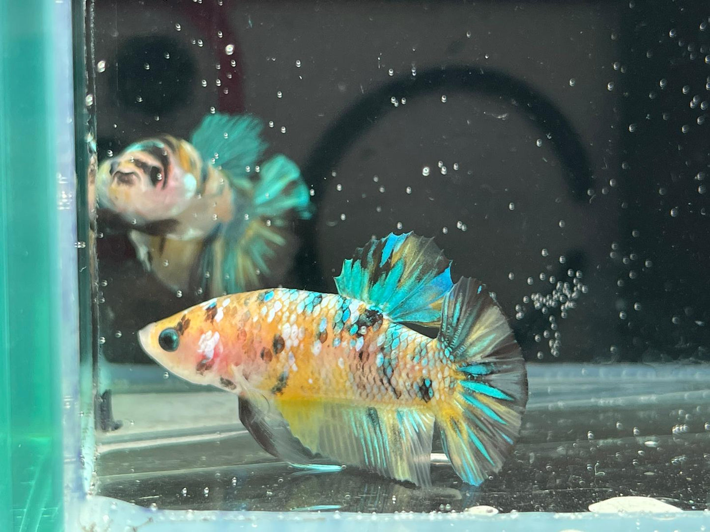 Yellow Galaxy betta