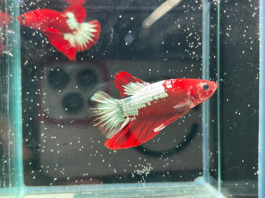 Red Fancy Copper Plakat betta