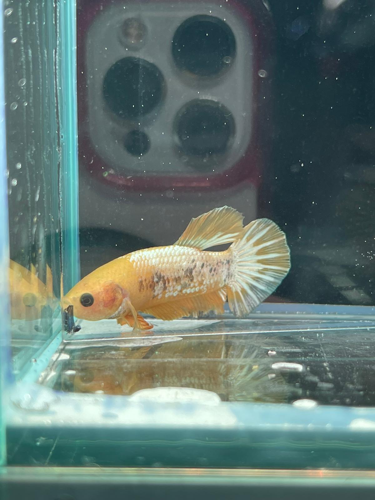 Yellow Fancy Copper Plakat betta