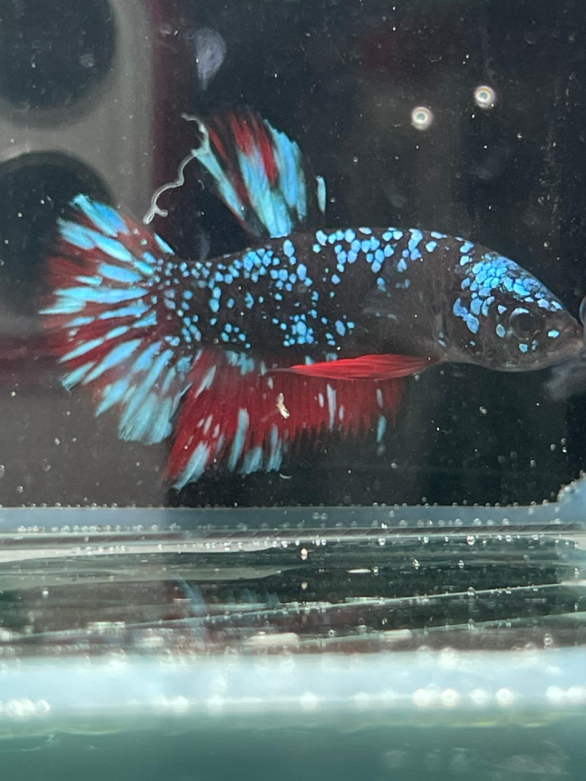 Avatar Betta