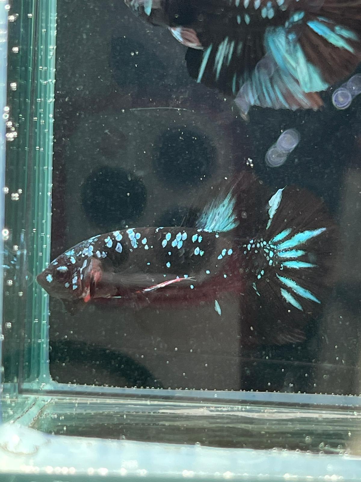 Avatar Betta