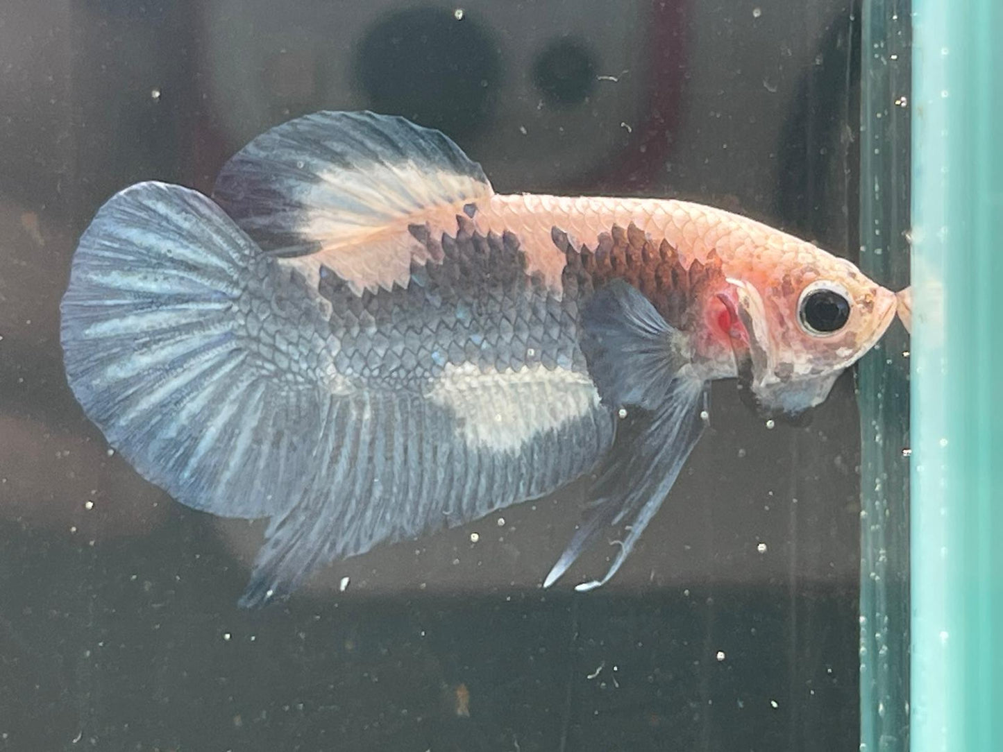 Blue panda Plakat betta