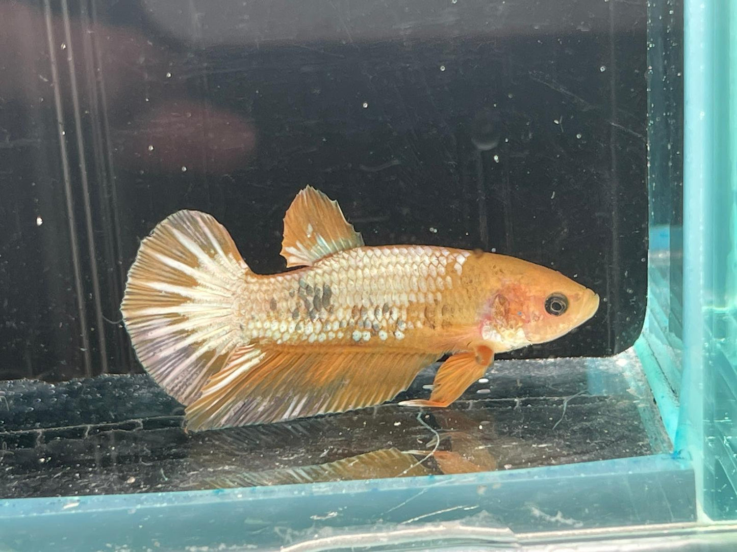 Yellow Fancy Copper Plakat betta