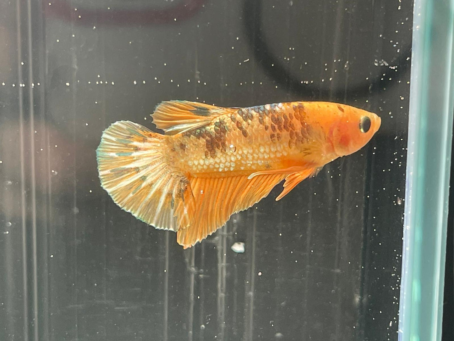 Yellow Fancy Copper Plakat betta