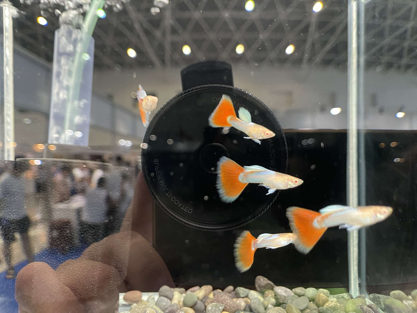 Albino Platinum Red Tuxedo (pair)