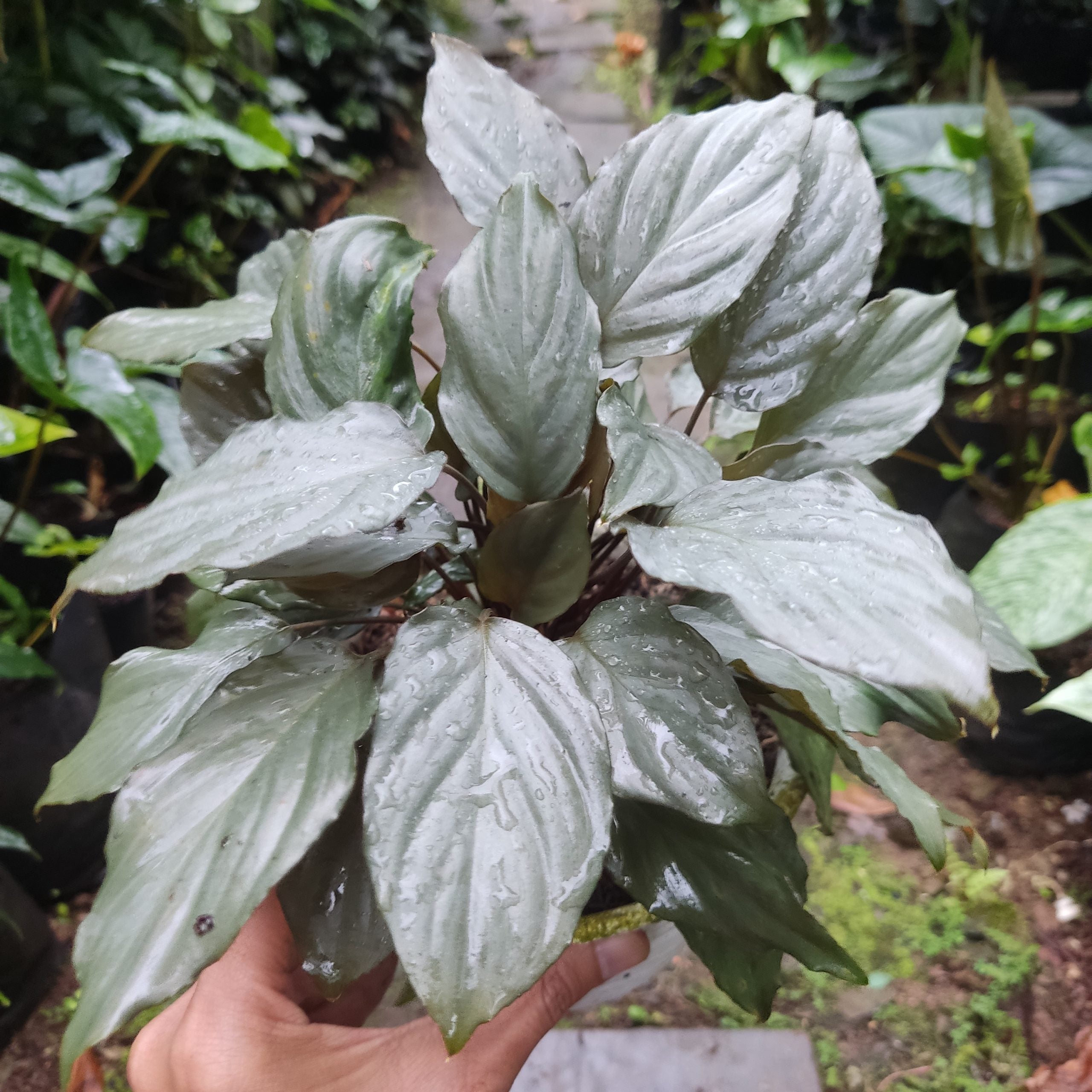 Homalomena sp silver – Aquapets ( KowloonAquarium)