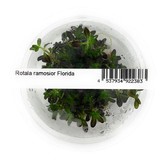 IC465	Rotala ramosior 	'Florida'