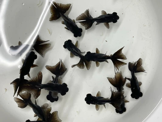 Black Butterfly Goldfish