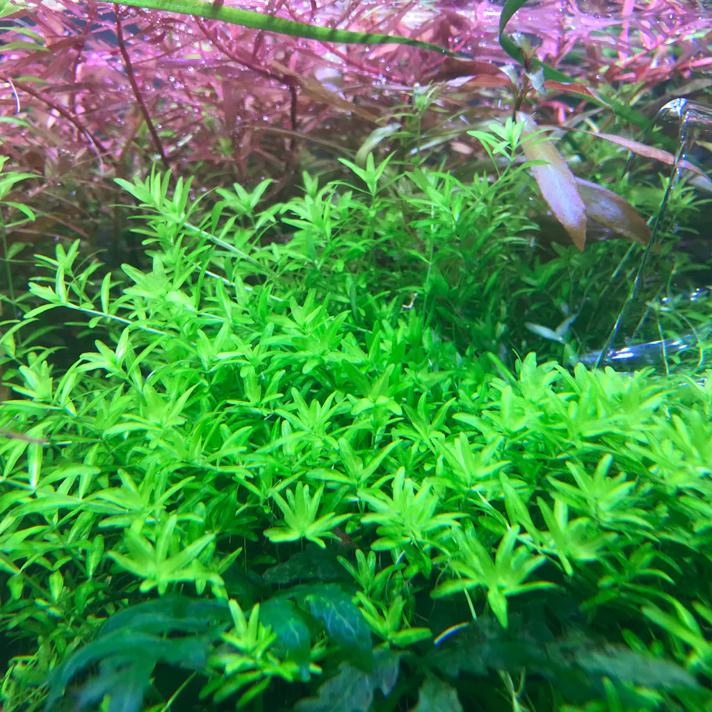 IC022	Micranthemum glomeratum