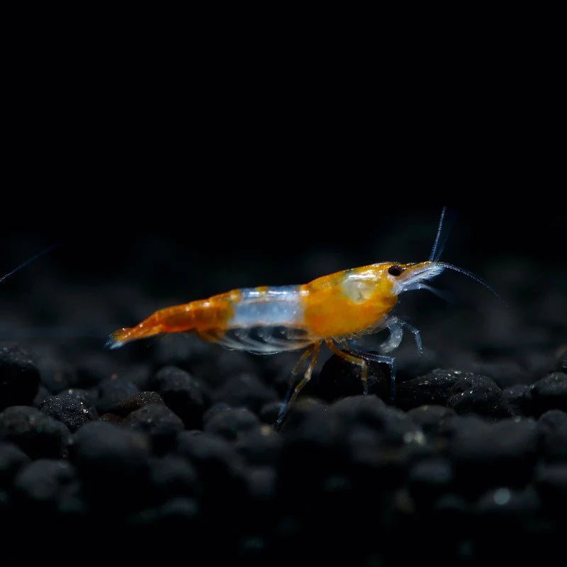Orange Rili Shrimp (Neocaridina Davidi )