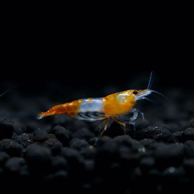 Orange Rilli Orange Rili Shrimp (Neocaridina Davidi ) – Aquapets ( KowloonAquarium)