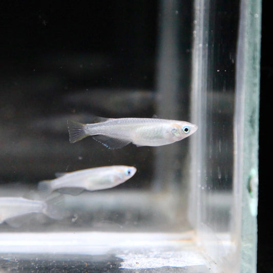 Platinum Ricefish - White Medaka