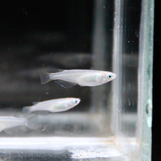 Platinum Ricefish - White Medaka