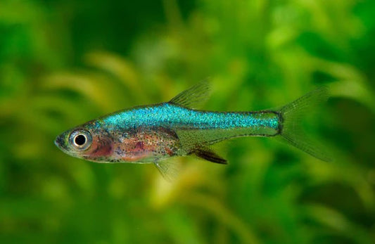Neon Green Axelrodi Rasbora