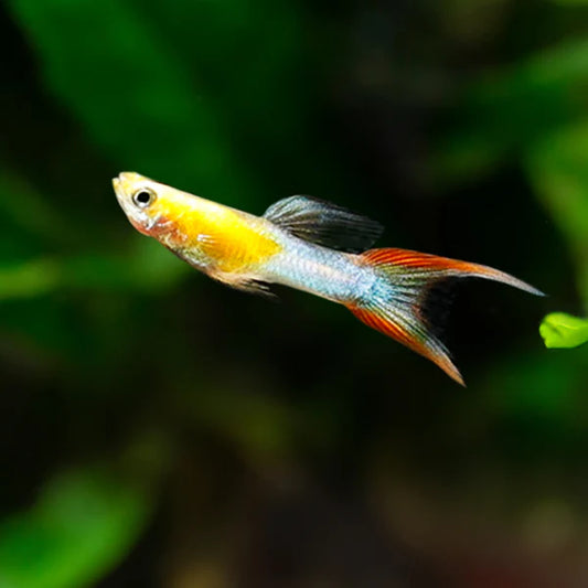 Double Sword Japan Blue Red Endler Guppy (Mixed grading)