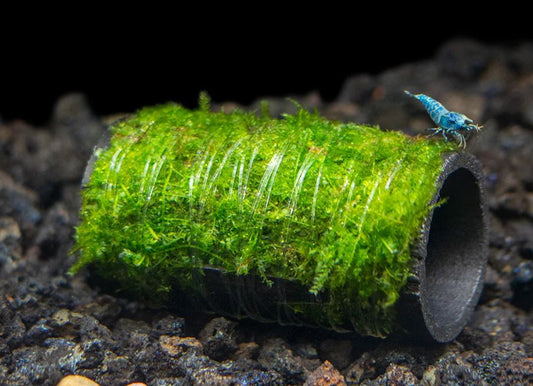 Java Moss Shelter