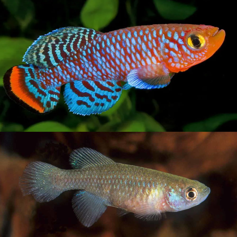 Rochow's Notho Pairs - Nothobranchius rachovi