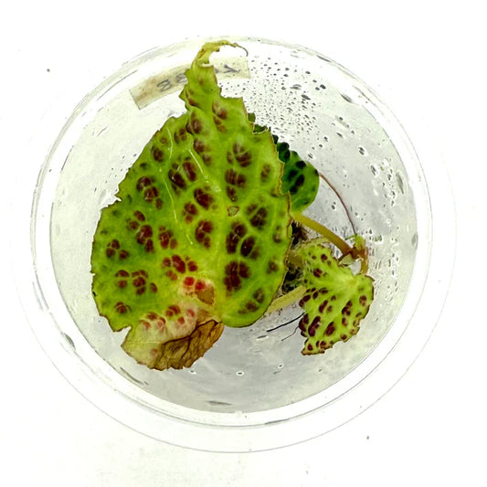 LC138 Begonia dracopelta