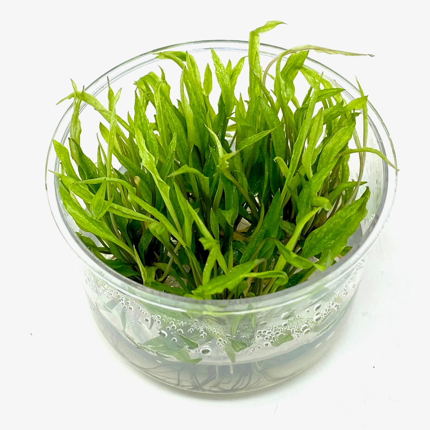Cryptocoryne Wendtii Green T/C cup