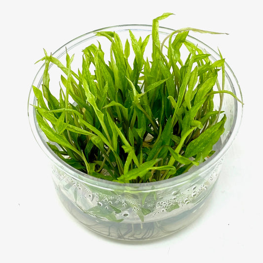 Cryptocoryne Wendtii Green T/C cup